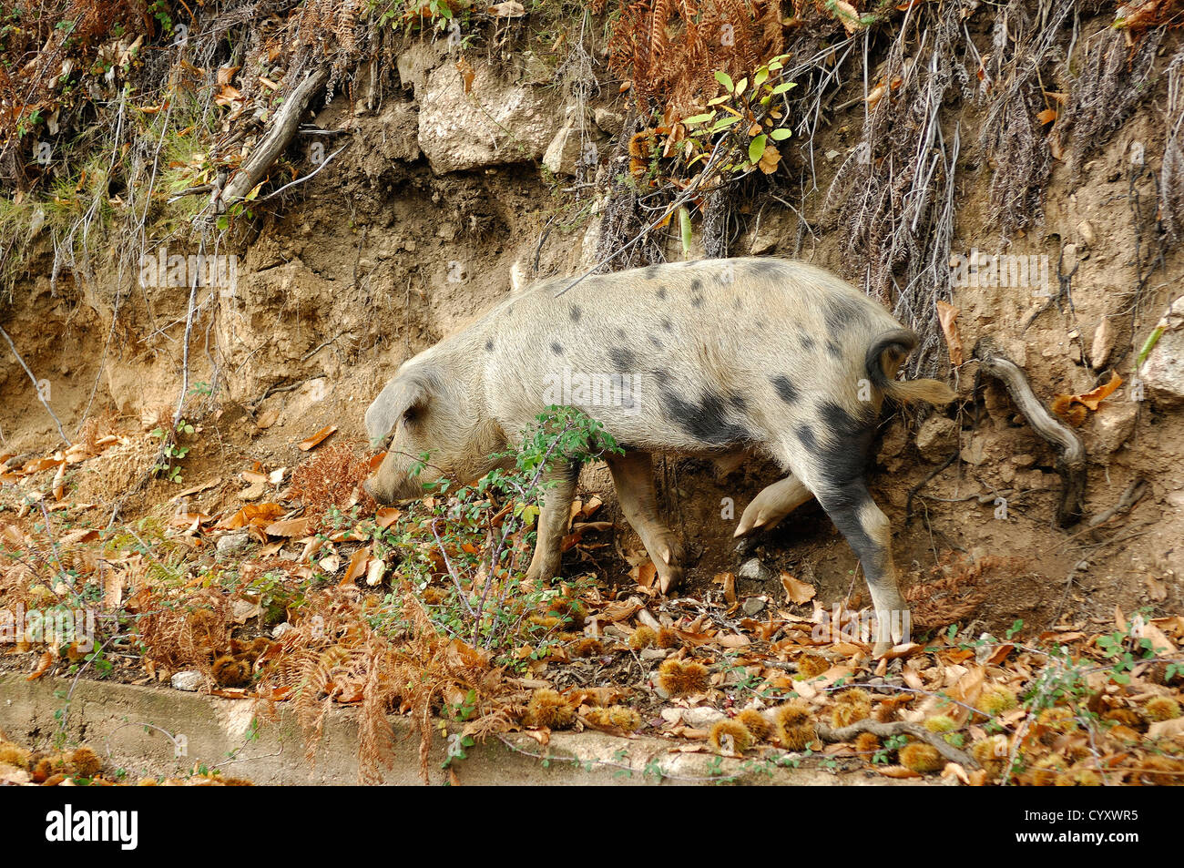 cochon sauvage corse, dans son milieux favoris, chataigneraie de Cristinacce  Corse du Sud Stock Photo