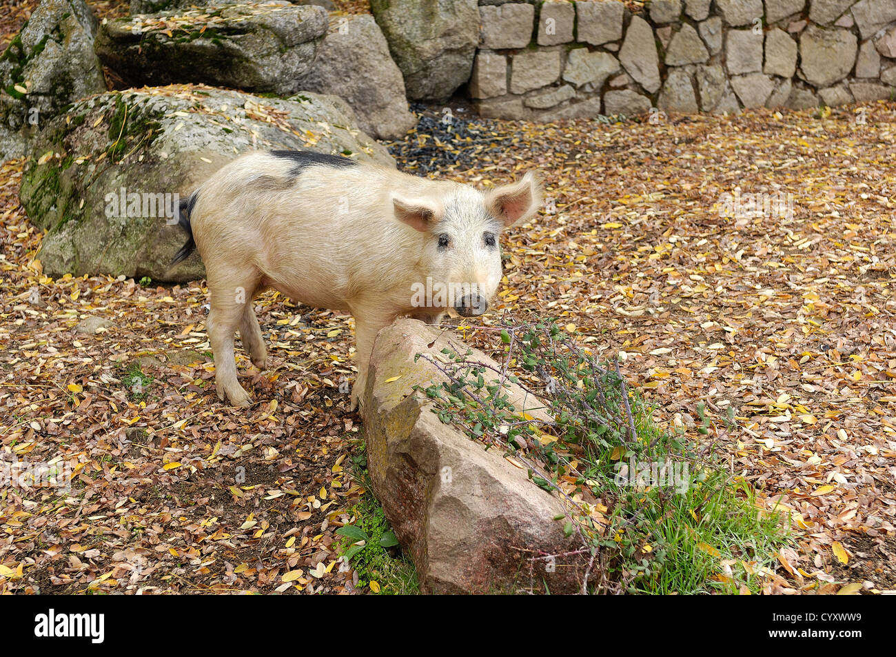 cochon sauvage corse, dans son milieux favoris, chataigneraie de Cristinacce  Corse du Sud Stock Photo
