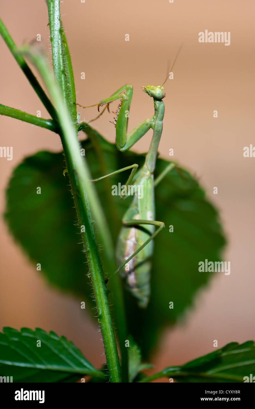 A female Praying Mantis, Mantis religiosa on a plant stem. Oklahoma, USA  Stock Photo - Alamy