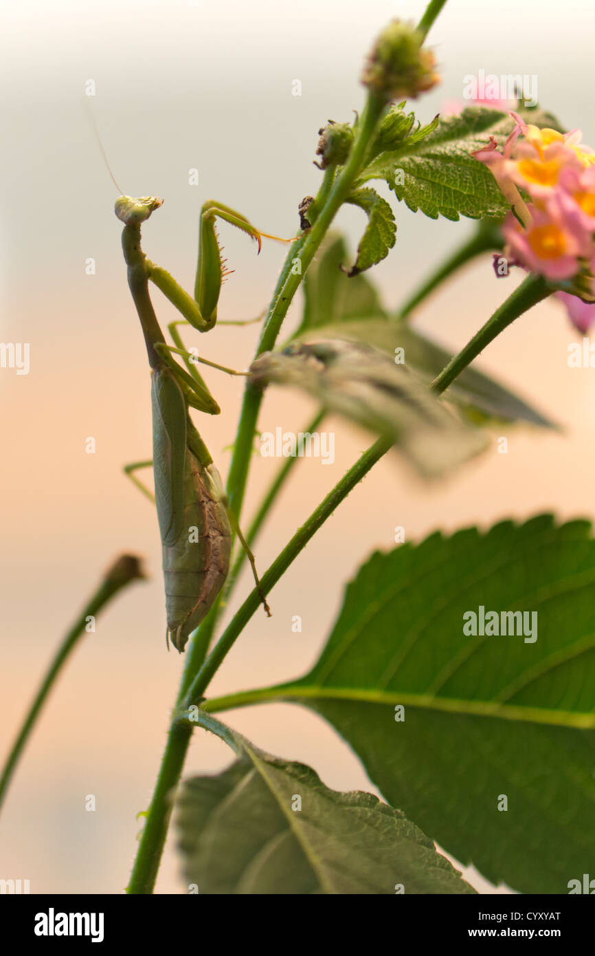 A female Praying Mantis, Mantis religiosa on a Lantana camara flower stem. Oklahoma, USA. Stock Photo