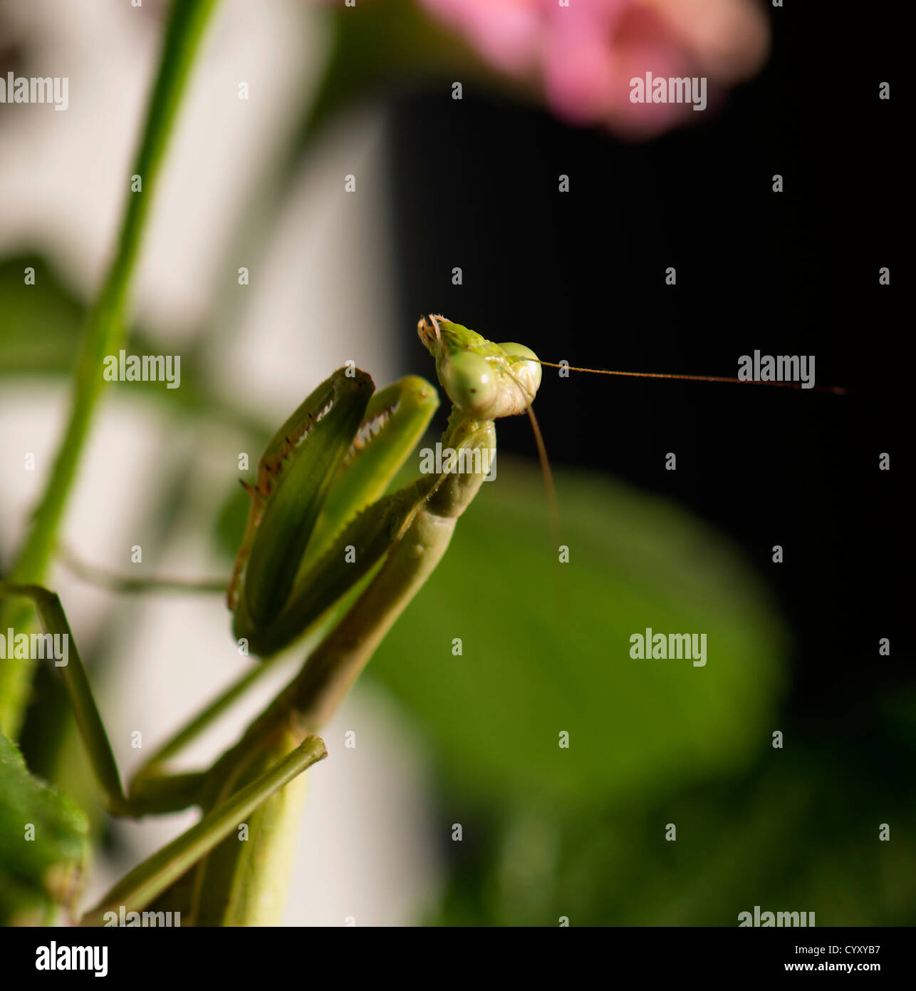 A female Praying Mantis, Mantis religiosa on a plant stem. Oklahoma, USA. Stock Photo