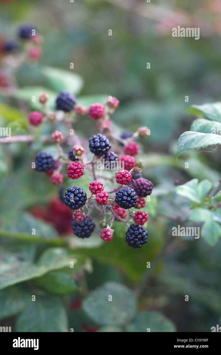Wild Blackberries growing Stock Photo Alamy