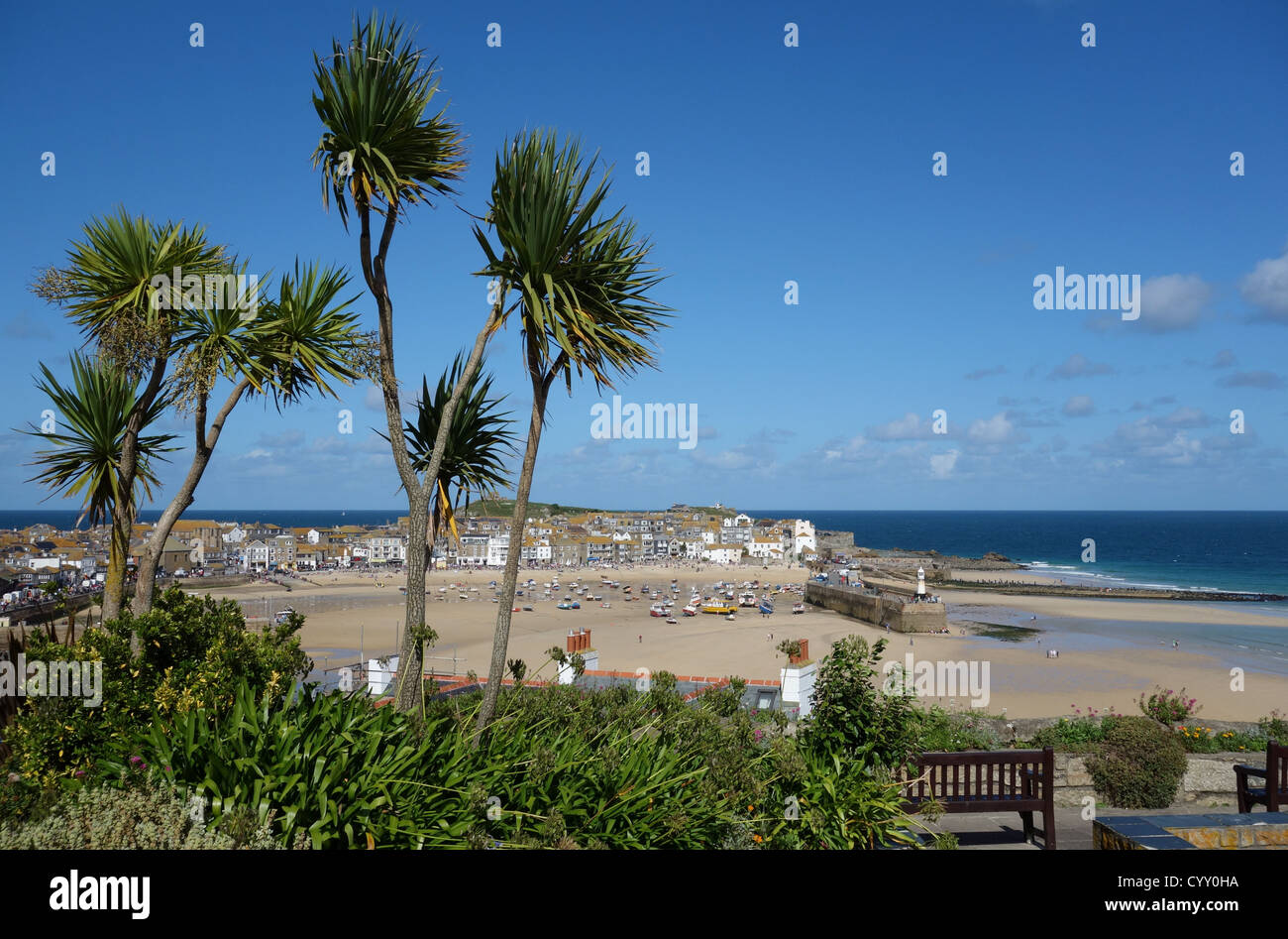 Palm trees above St. Ives harbour in Cornwall England. Stock Photo