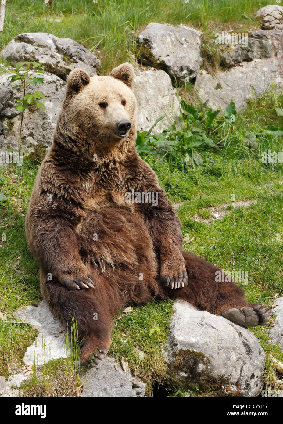 Austria, Brown bear at Cumberland Wildpark Stock Photo Alamy
