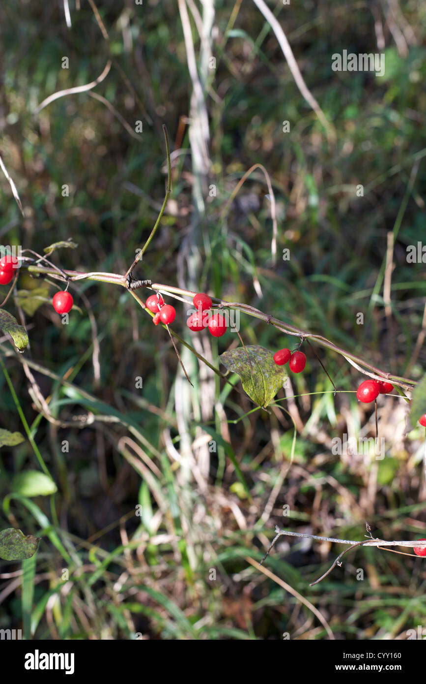 Bittersweet "Solanum Dulcamara" "Woody Nightshade" "Bittersweet