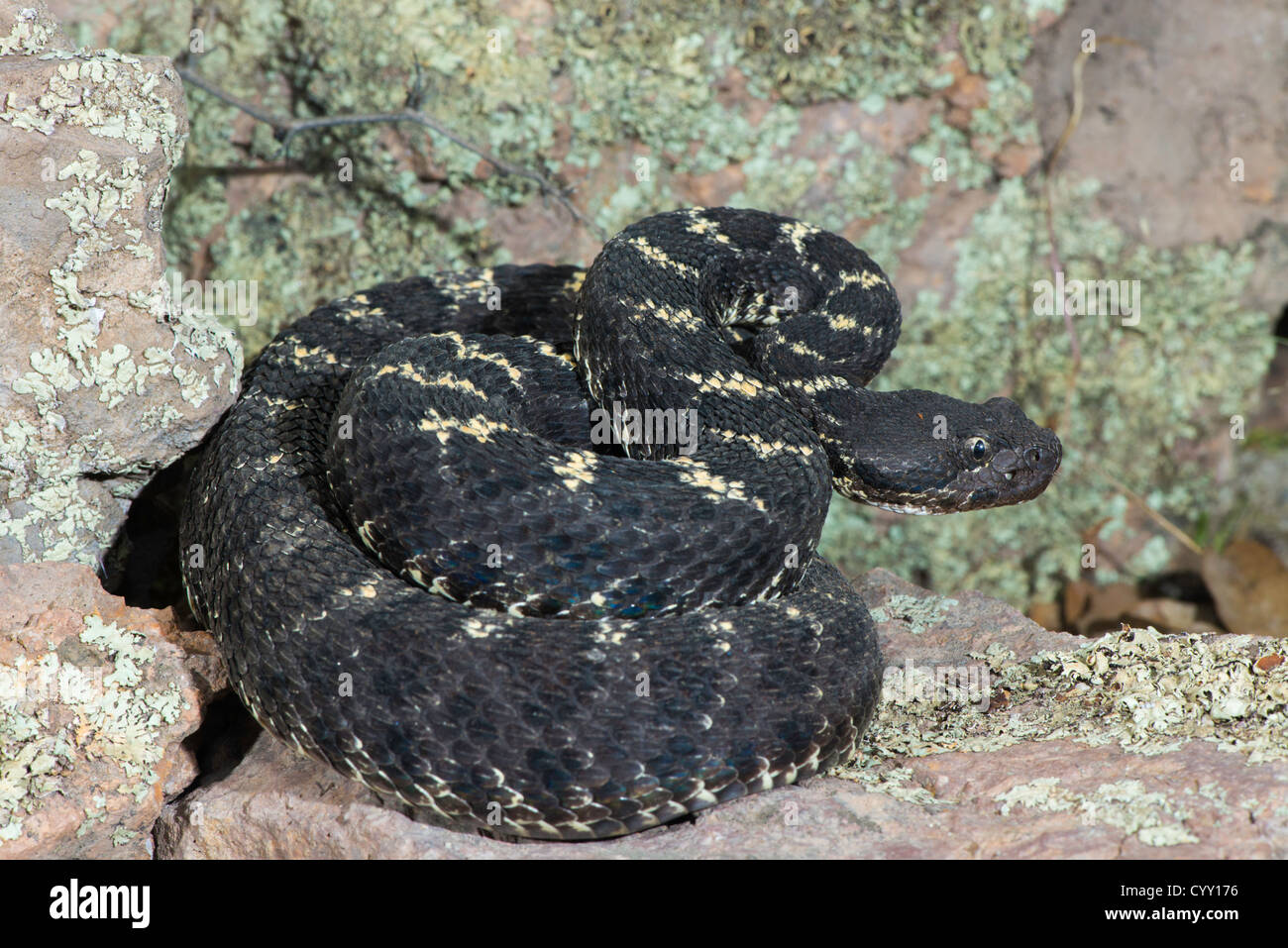 Arizona Black Rattlesnake Crotalus cerberus Happy Valley, Pima County ...