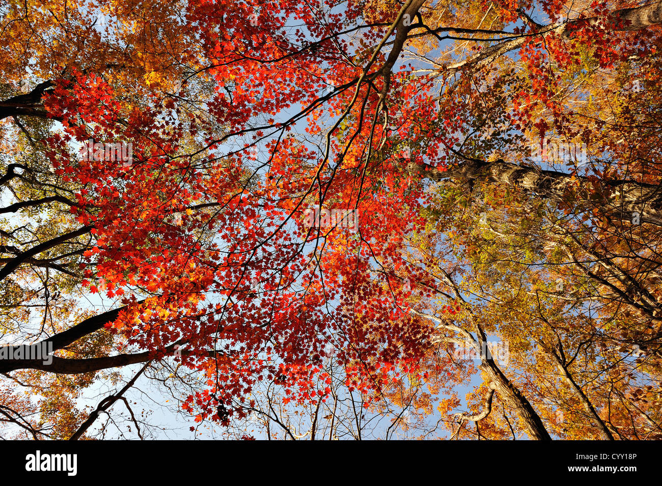 Autumn colours of maple trees in the woods around Lake Motosu in the Mount Fuji region of Japan Stock Photo