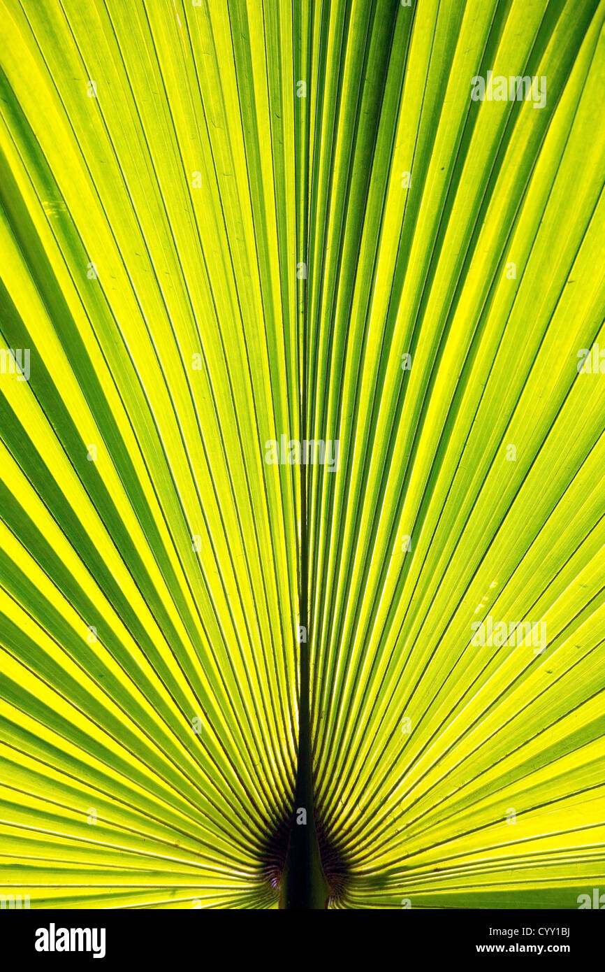 Palm frond,palm fronds,green,leaves,foliage,plant,pattern,nature Stock Photo