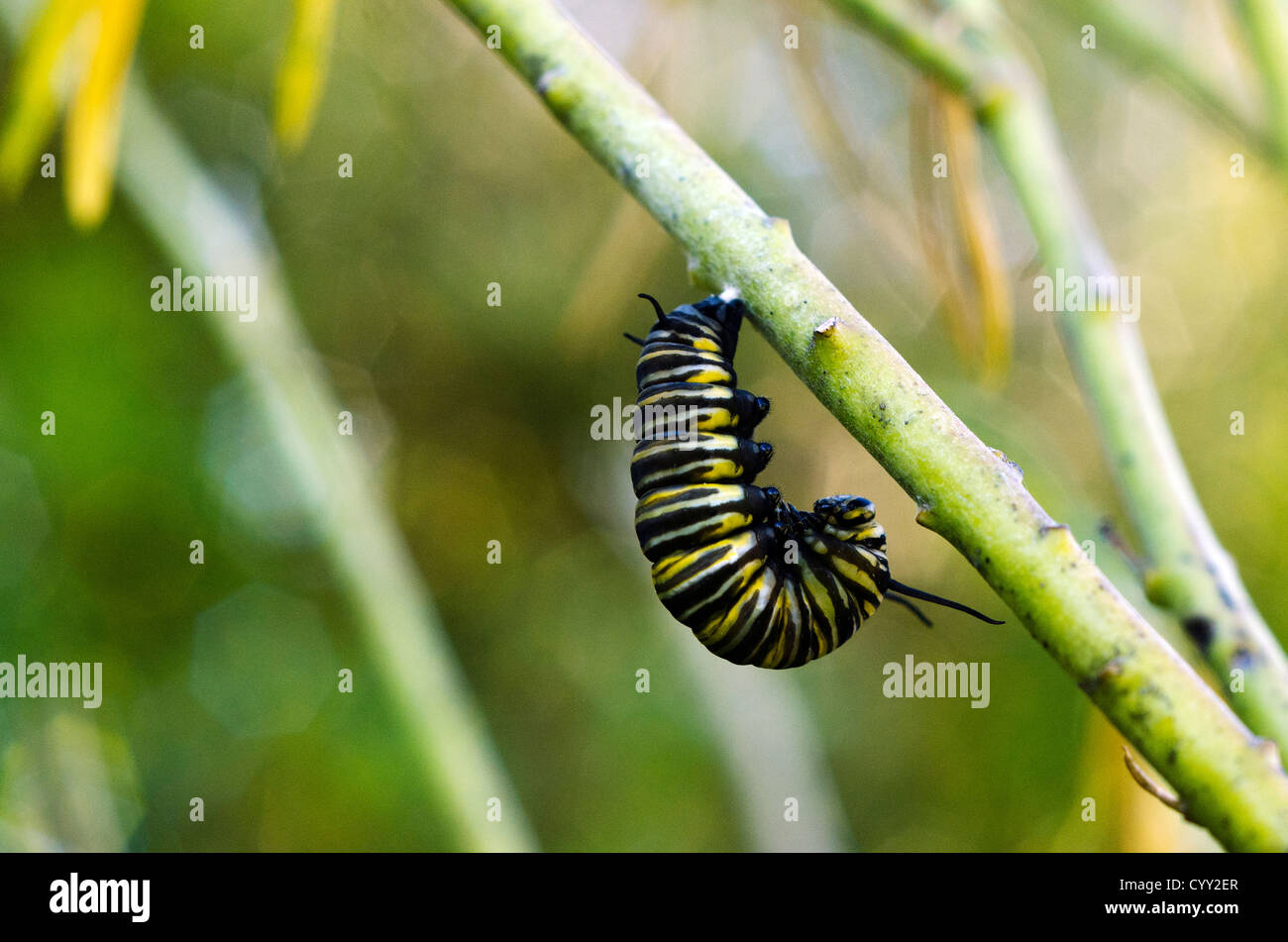 Monarch Butterfly Cocoon High Resolution Stock Photography and Images