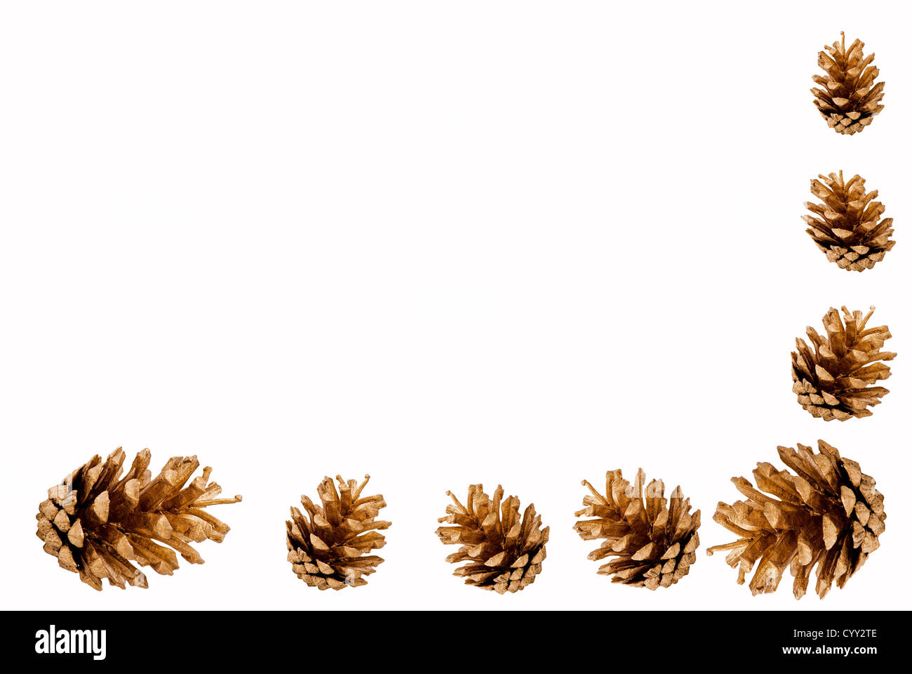 Gold pine cones border on pure white background Stock Photo - Alamy