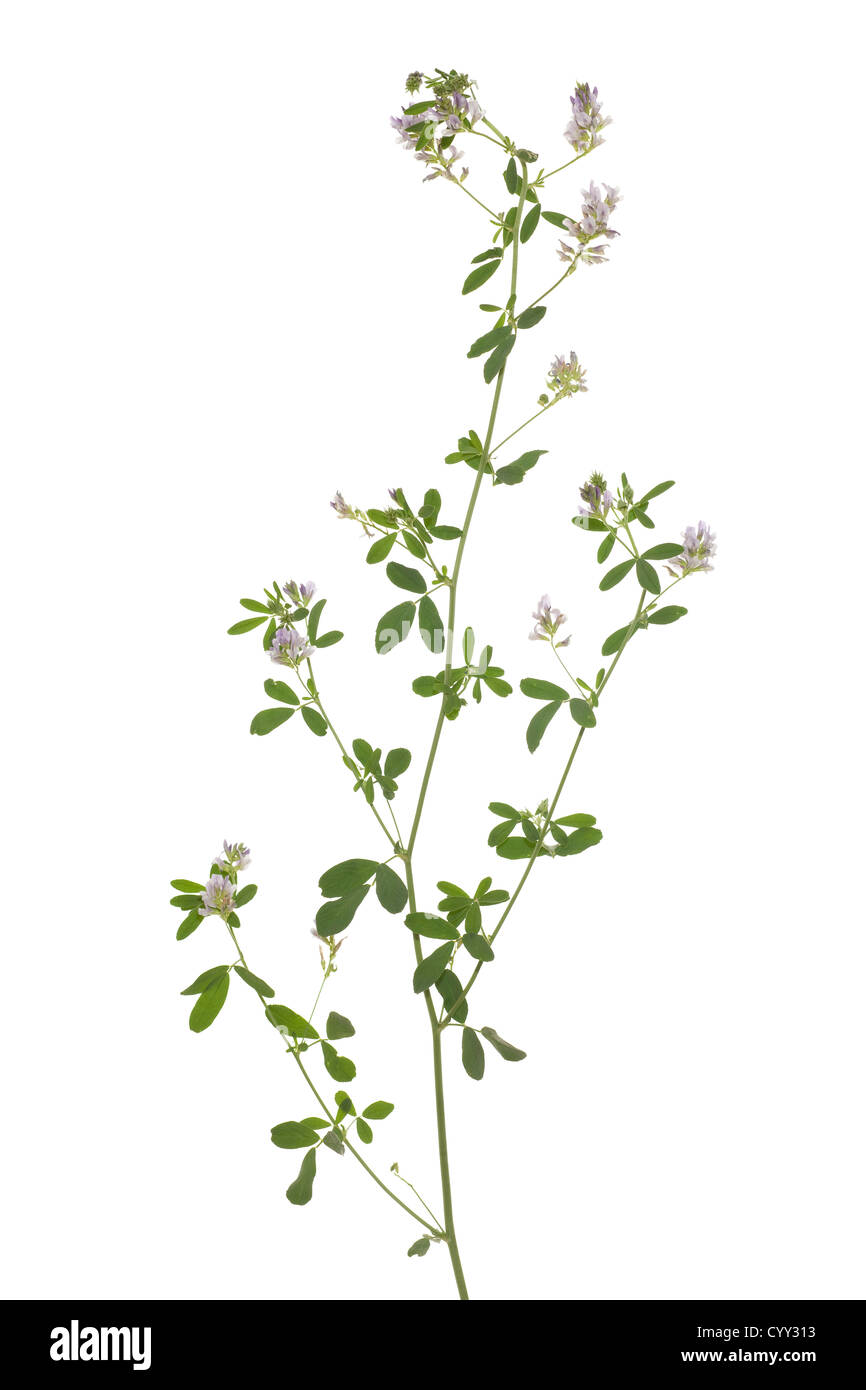 flower lucerne (Medicago sativa) on white background Stock Photo