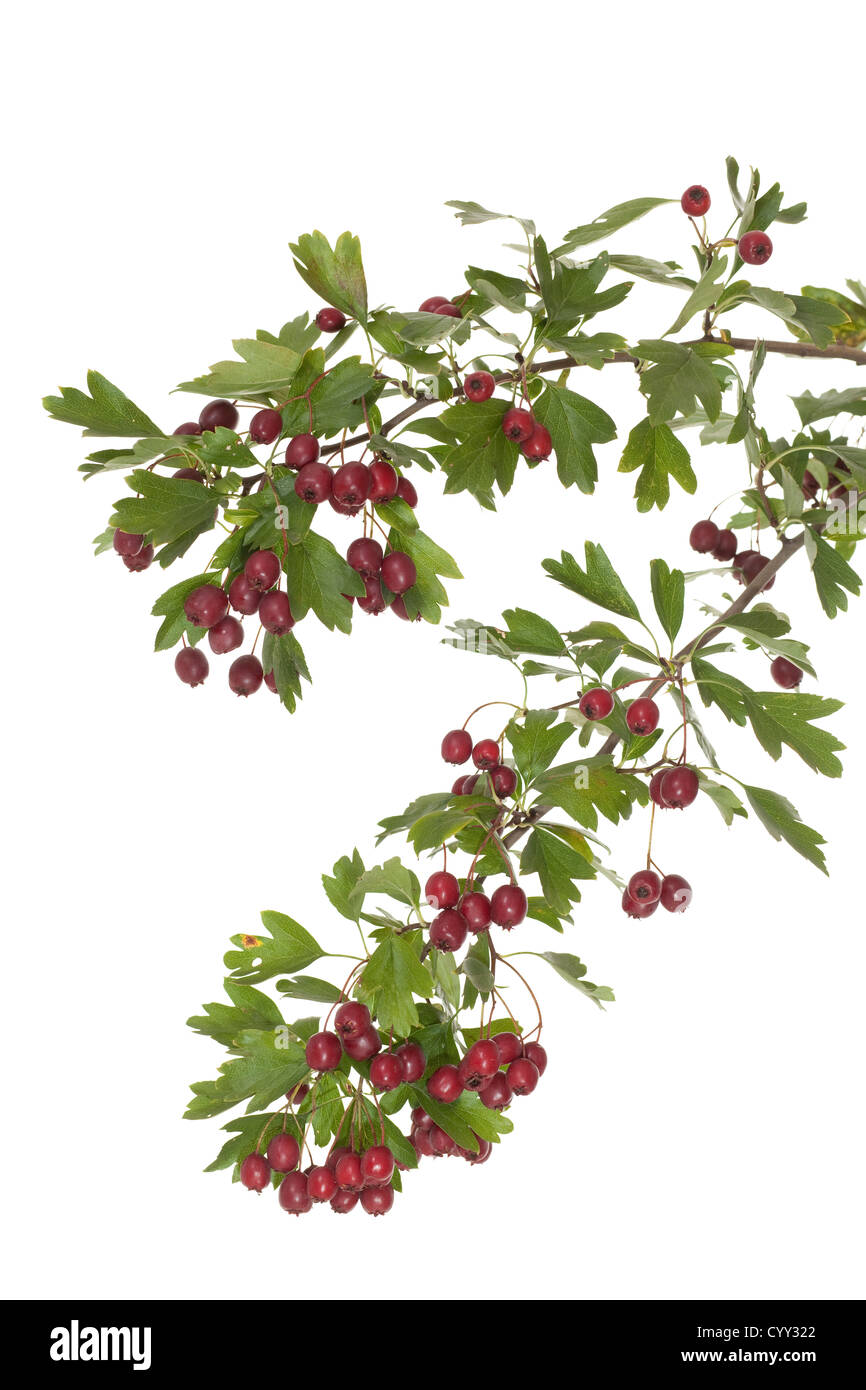 hawthorn branch with fruits on white background Stock Photo
