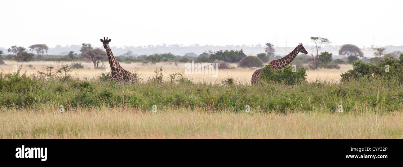 A pair of Giraffes graze on the acacia trees in Manyara Ranch