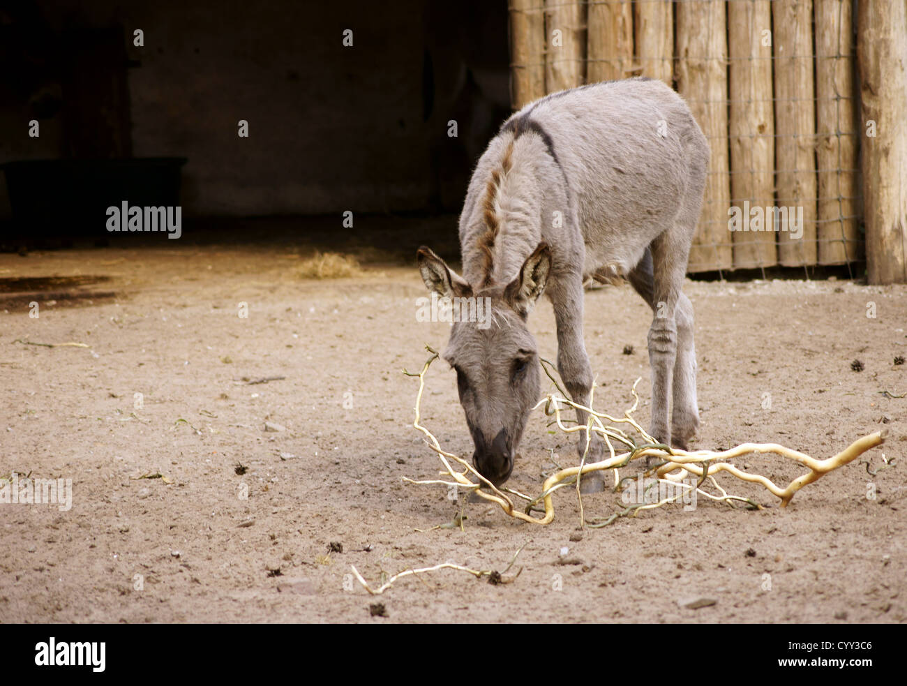 The donkey Stock Photo