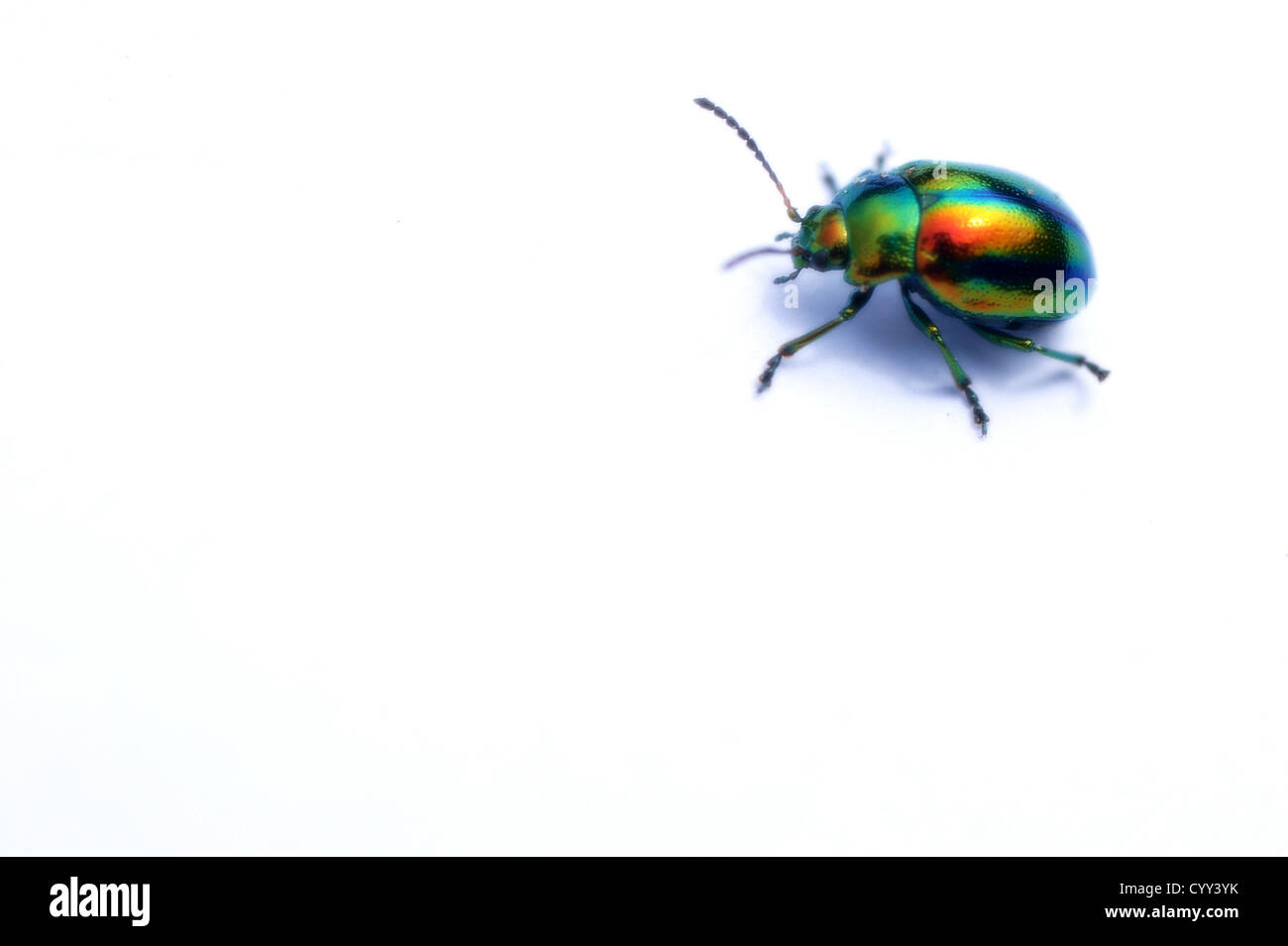 Colorful beetle Stock Photo