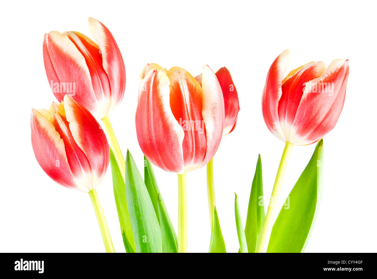Bouquet of several tulips isolated over white background Stock Photo ...