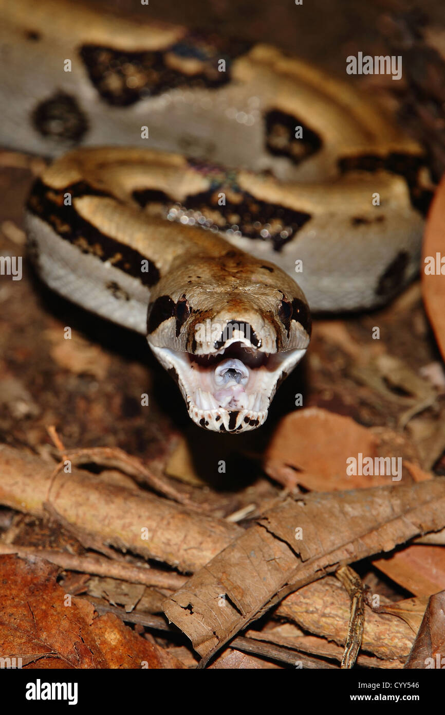 An agressive Boa Constrictor (Boa constrictor) on the forest floor with its mouth opened, getting ready to strike. Stock Photo