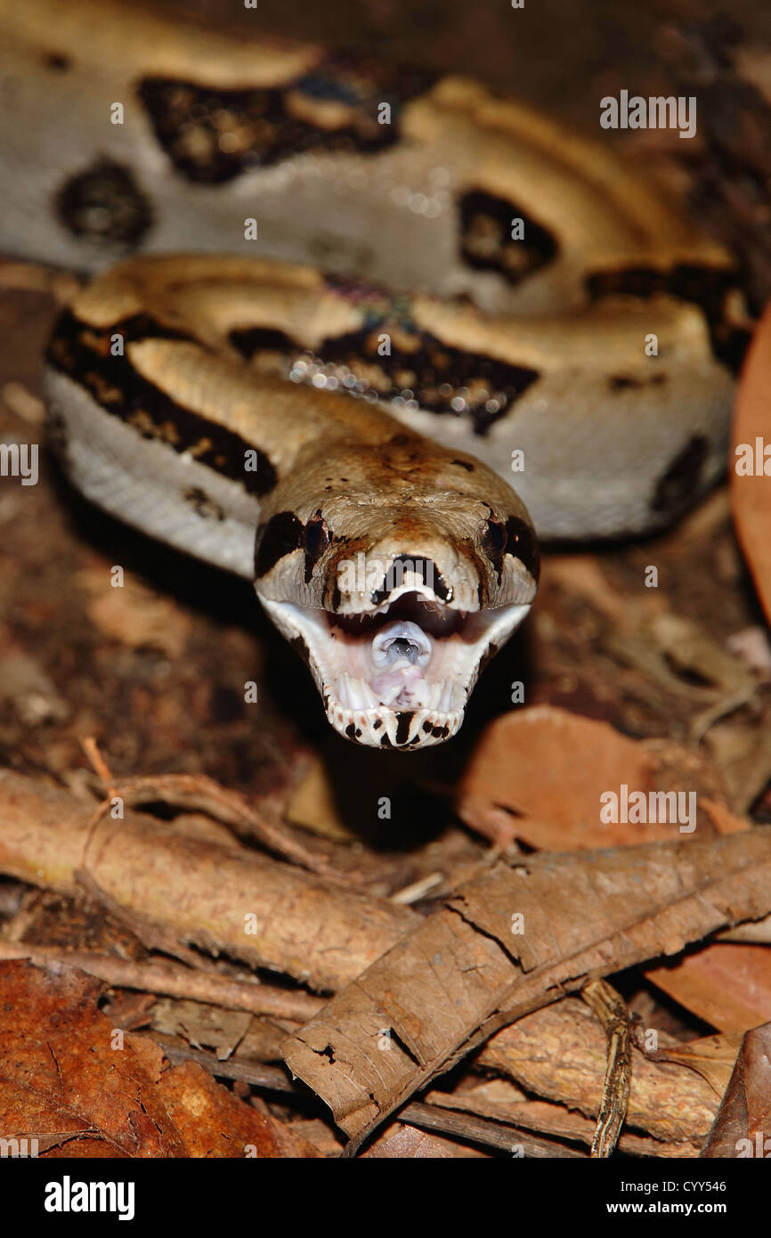 Sedge Viper Ready To Strike Atheris Photograph by Nhpa - Pixels