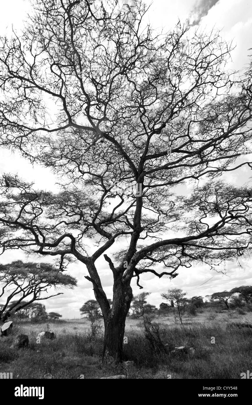 A large Acacia tree with crazy limbs in black and white. Serengeti National Park, Tanzania Stock Photo