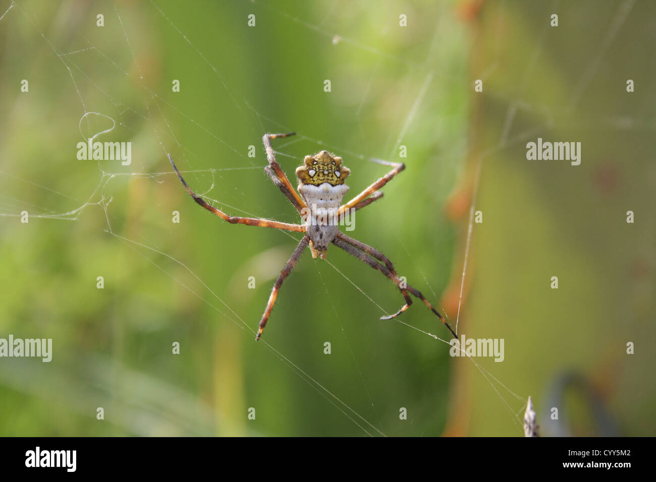 A yellow and white Orb Weaver Spider waiting for prey in its web in Cotacachi, Ecuador Stock Photo