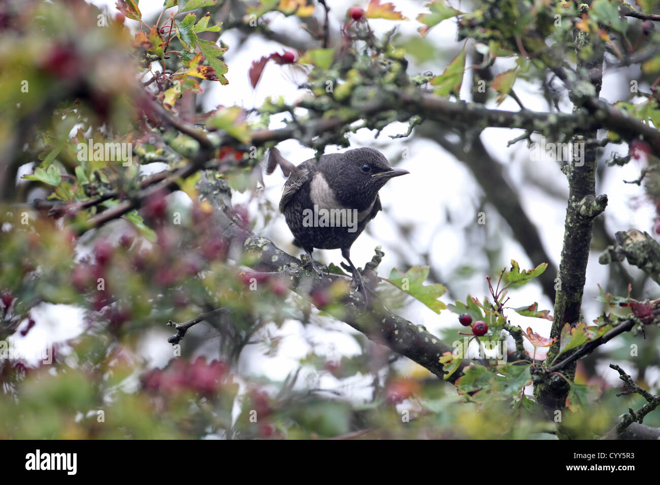 Ring Ouzel (Turdus torquatus) Stock Photo