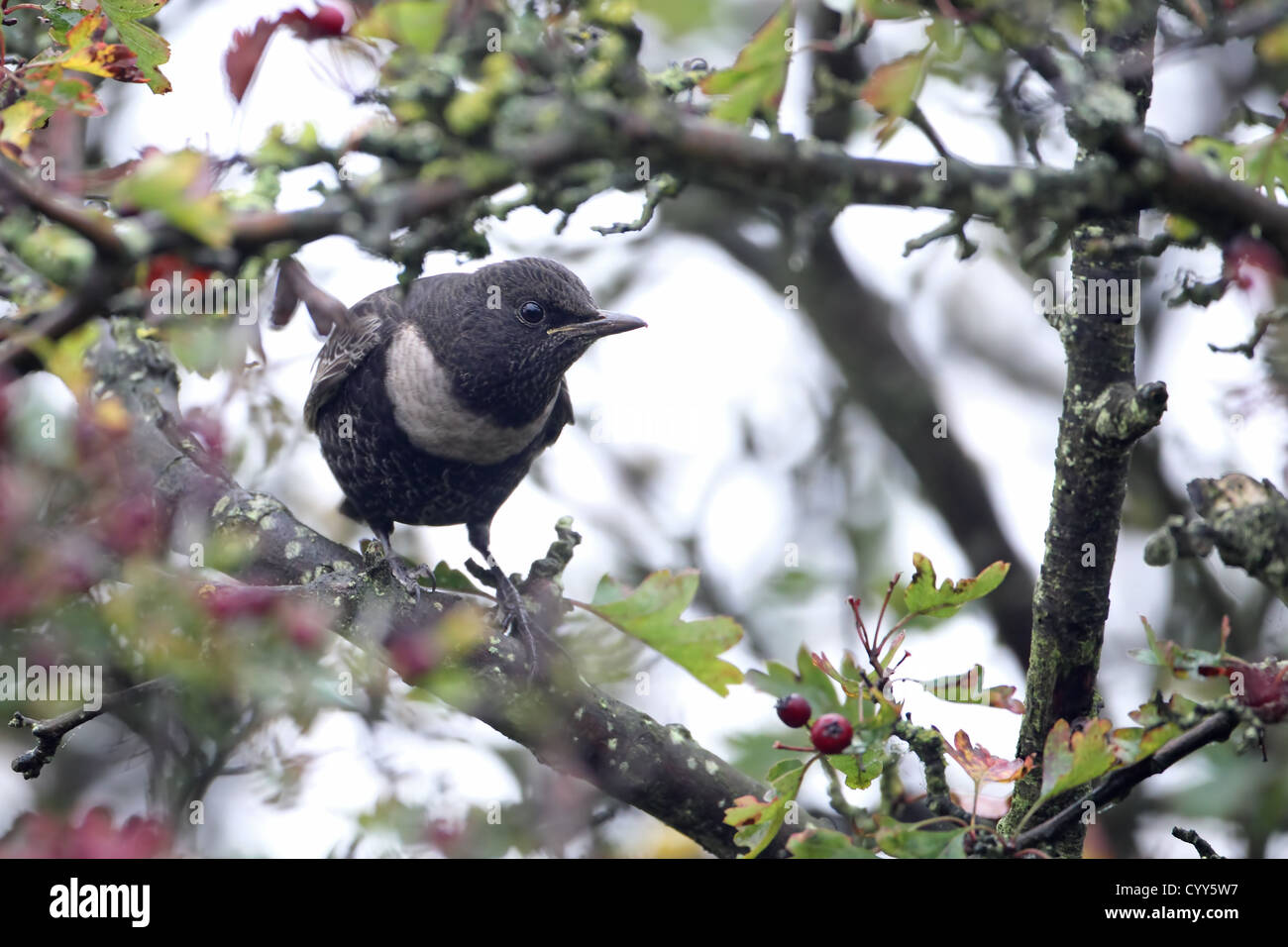 Ring Ouzel (Turdus torquatus) Stock Photo