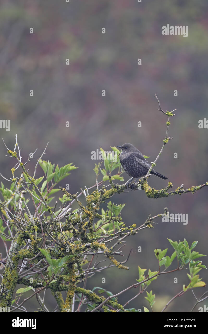 Ring Ouzel (Turdus torquatus) Stock Photo