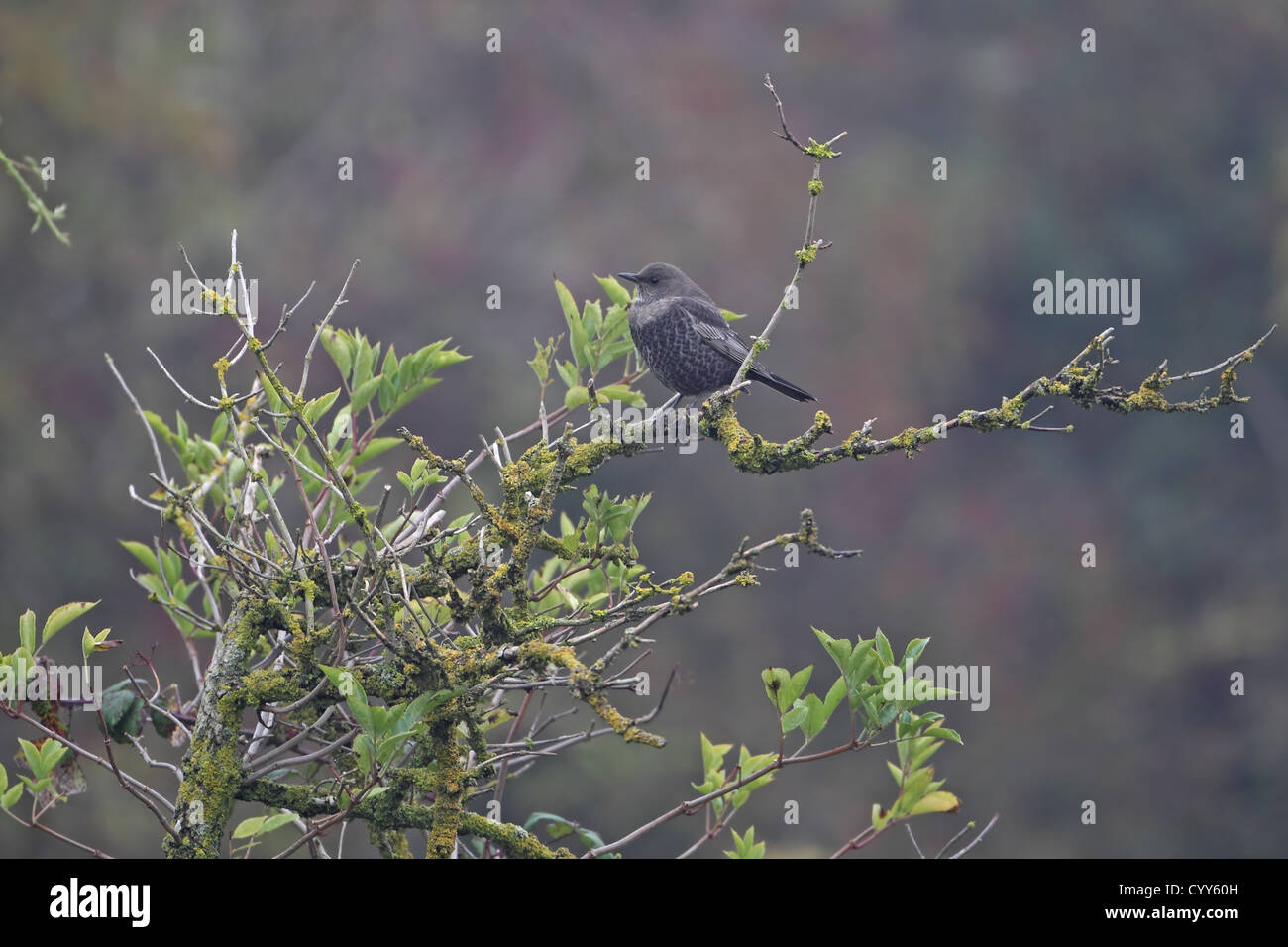 Ring Ouzel (Turdus torquatus) Stock Photo