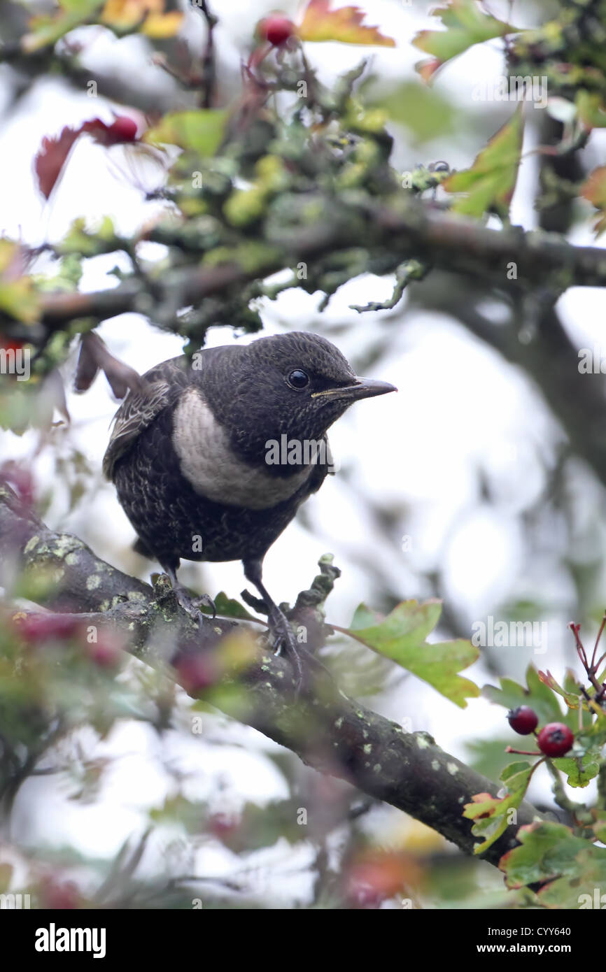 Ring Ouzel (Turdus torquatus) Stock Photo