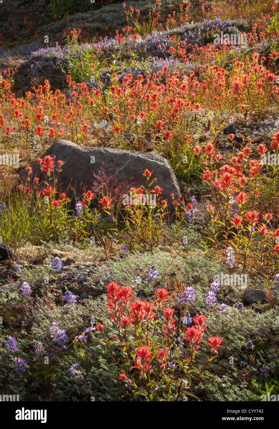 Scarlet Paintbrush wildflowers on the Pumice Plain, Truman Trail, Mount Saint Helens National Volcanic Monument, Washington. Stock Photo