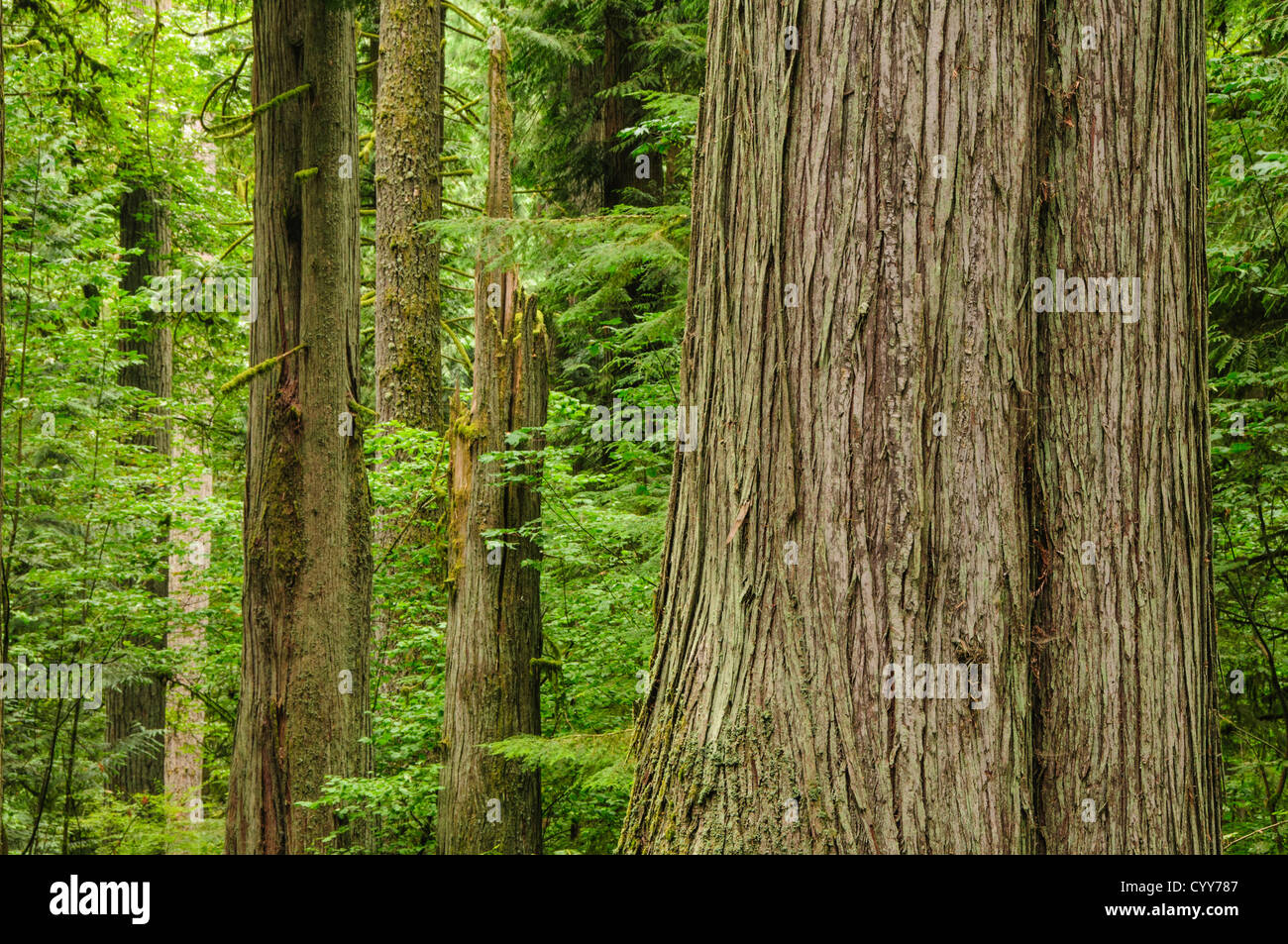 Western red cedar tree trunk and forest at Old Growth Trail in Lewis and Clark State Park, Washington. Stock Photo
