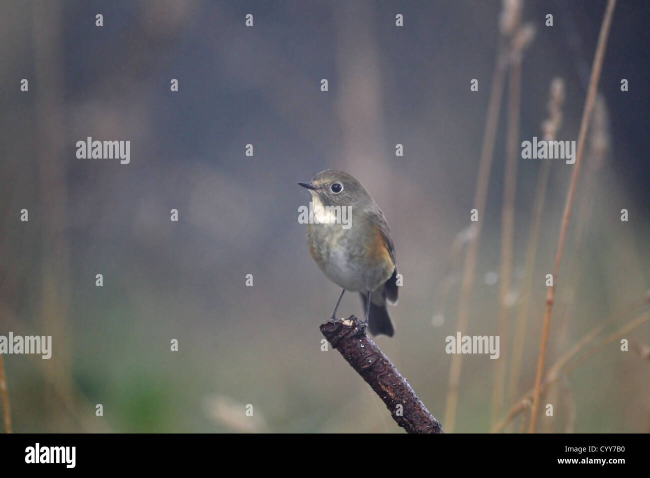 Red-flanked bluetail: A Jewel among Winter Thrushes