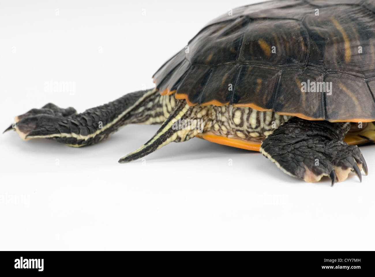 Turtle shell hi-res stock photography and images - Alamy