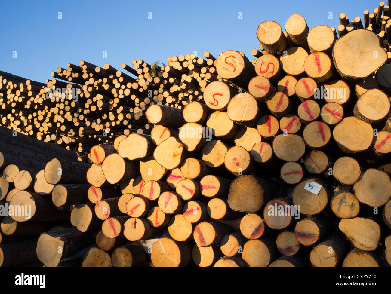 Inventory pile of spruce logs ( picea abies , fir ), marked with red paint and letters , Finland Stock Photo