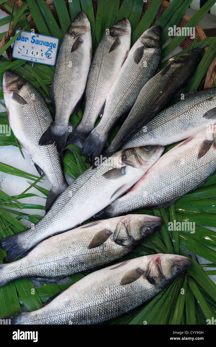 Atlantic sea bass on fish market (Dicentrarchus labrax); bar sauvage (loup de mer) (Atlantique