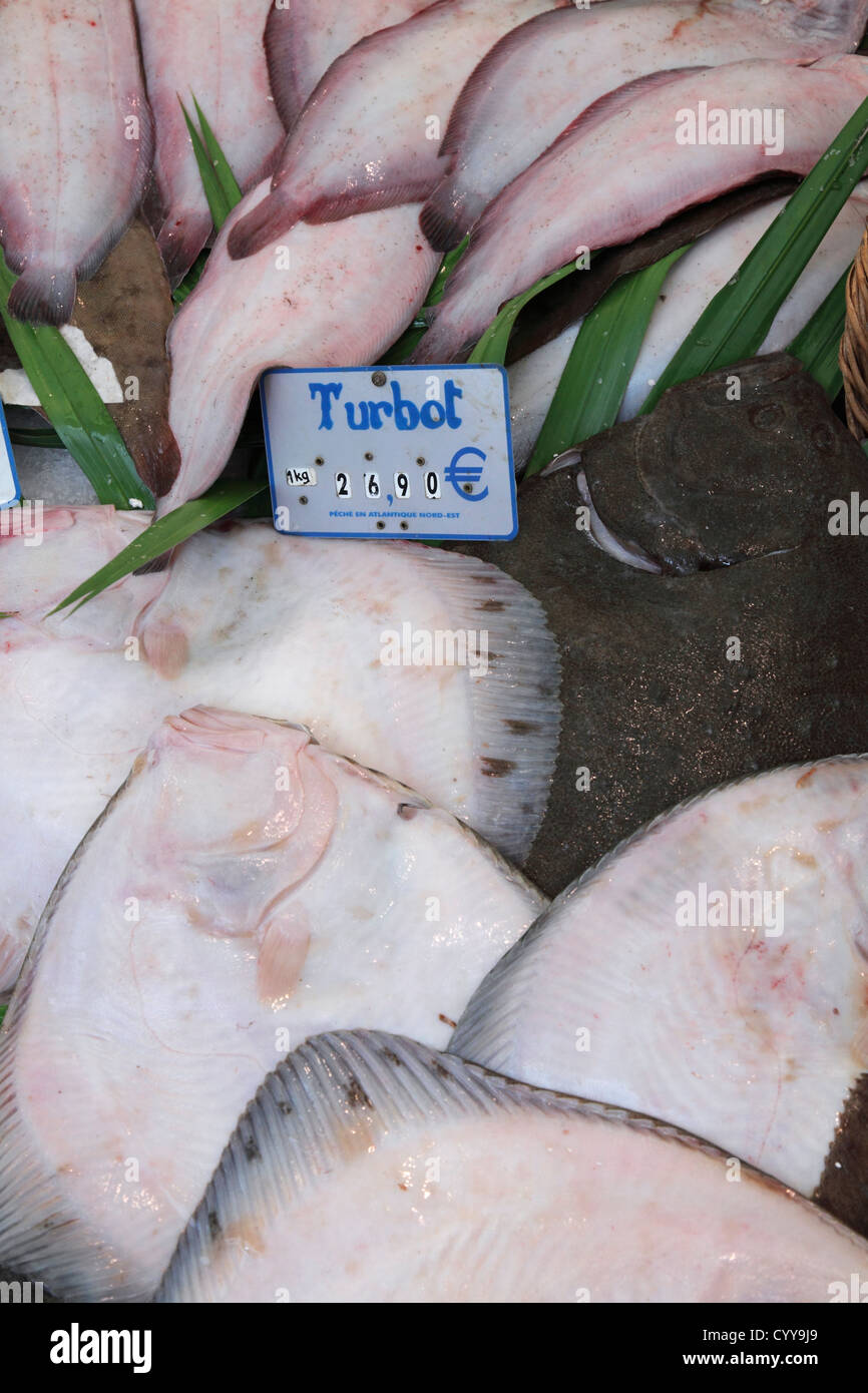 turbot on fish market; Scophthalmus maximus Stock Photo