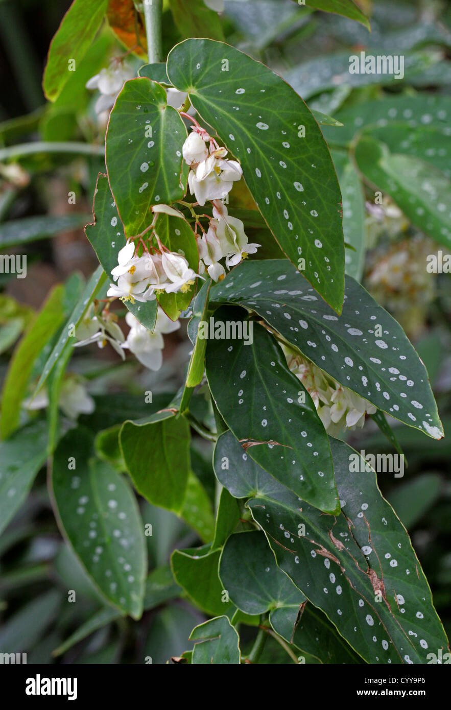 Cane Begonia, Clown Begonia, Begonia maculata var. wightii, Begoniaceae. Brazil, South America. Stock Photo