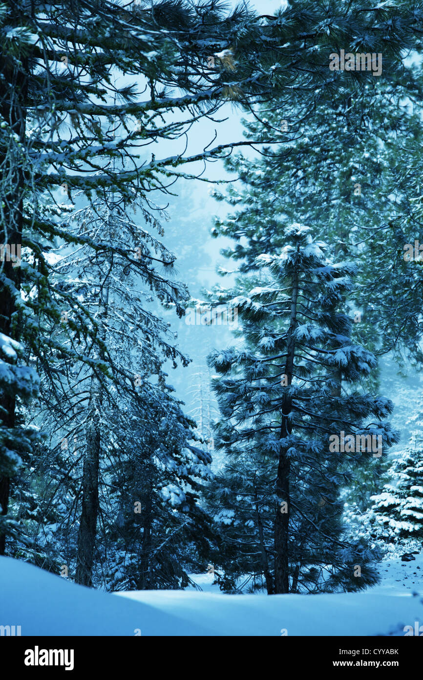 Clouds forest winter hi-res stock photography and images - Alamy