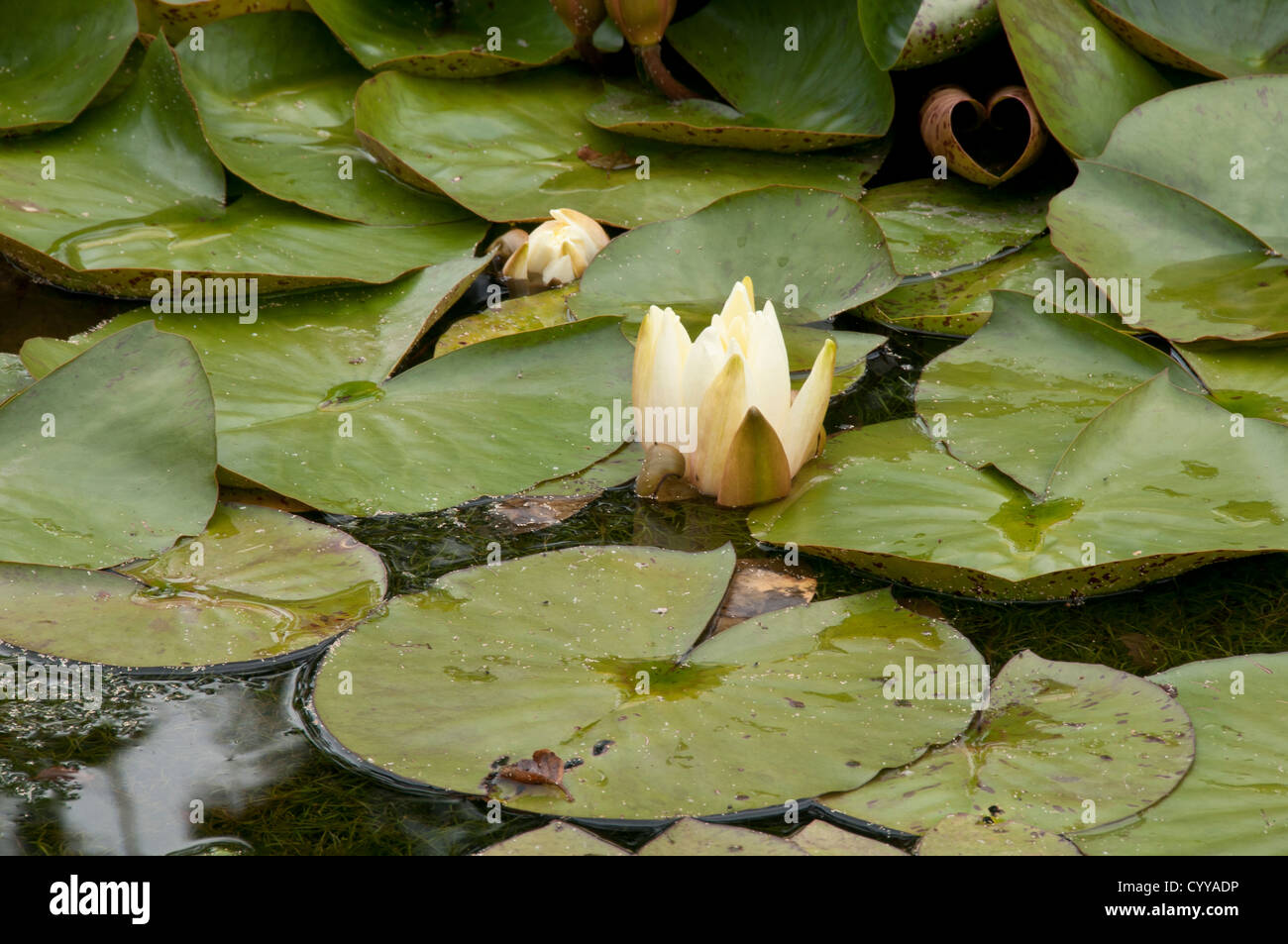 Yellow water lily hi-res stock photography and images - Alamy