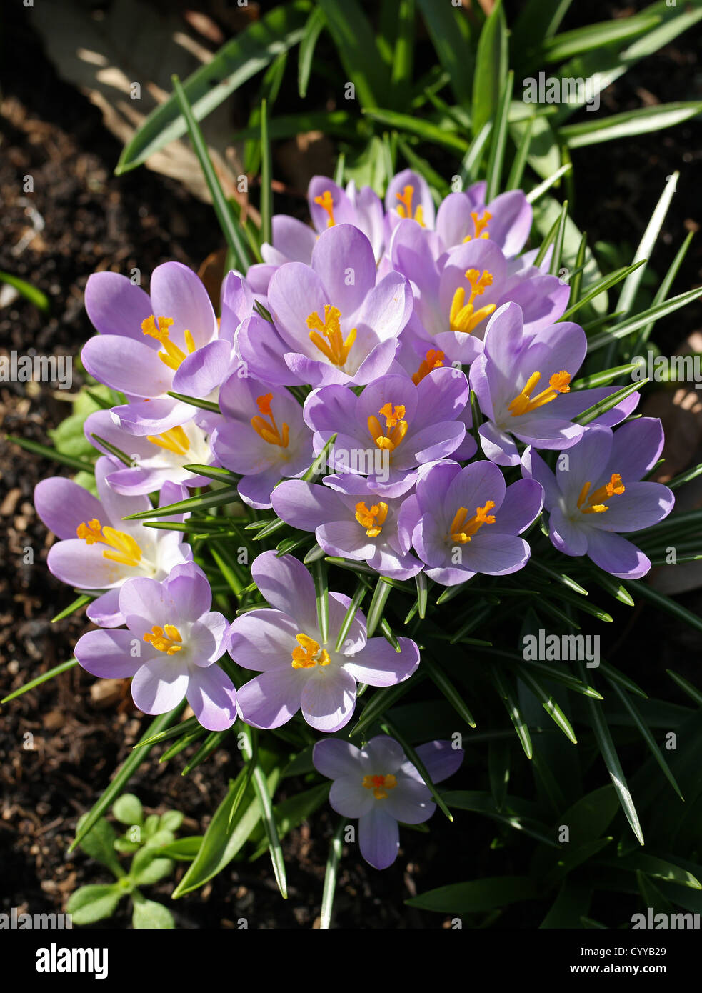 Spring Crocuses, Crocus vernus, Iridaceae.  European Spring flowering bulbs. Stock Photo