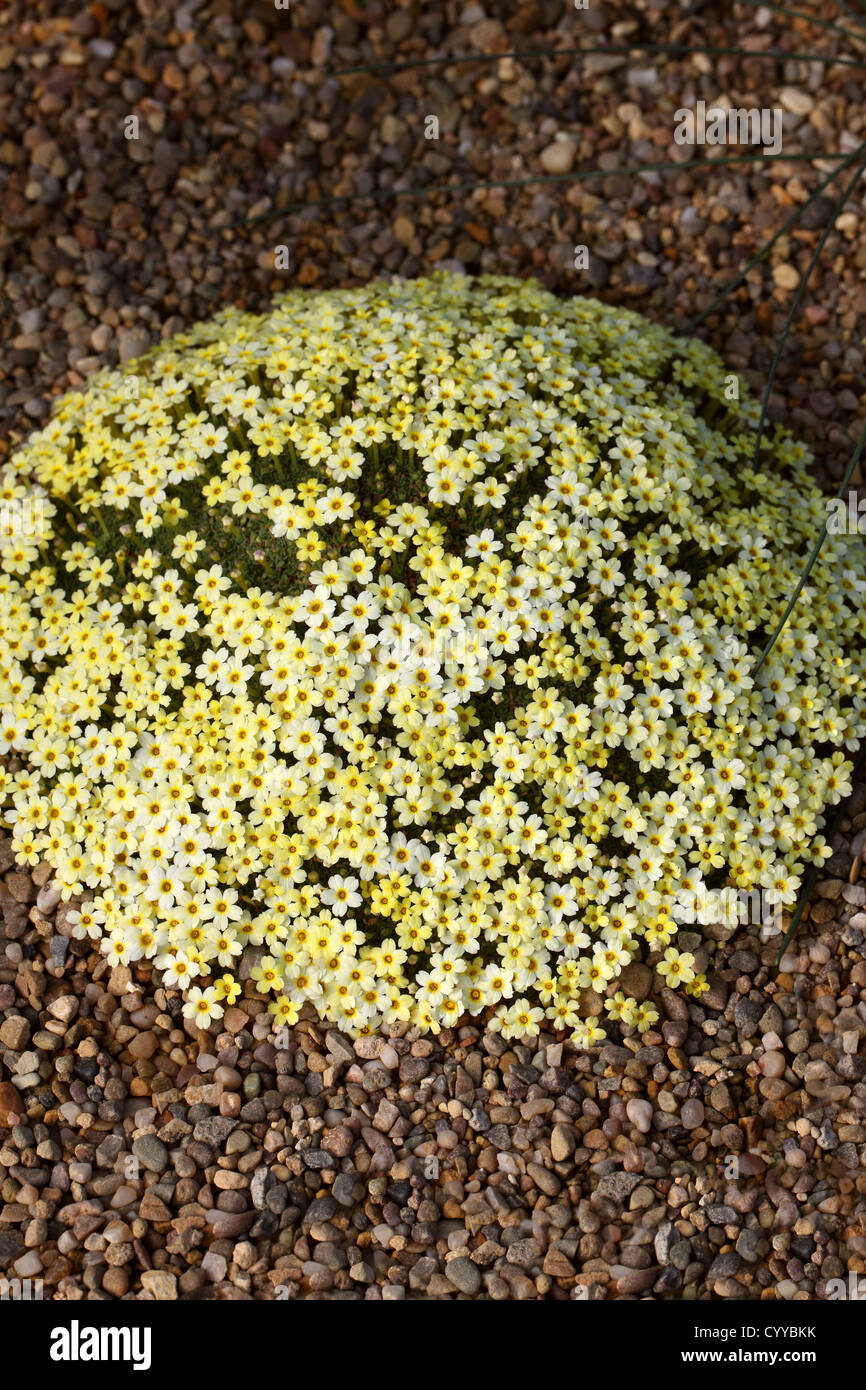 Dionysia curviflora x tapetodes, Primulaceae. Caucasus, Iran. Stock Photo