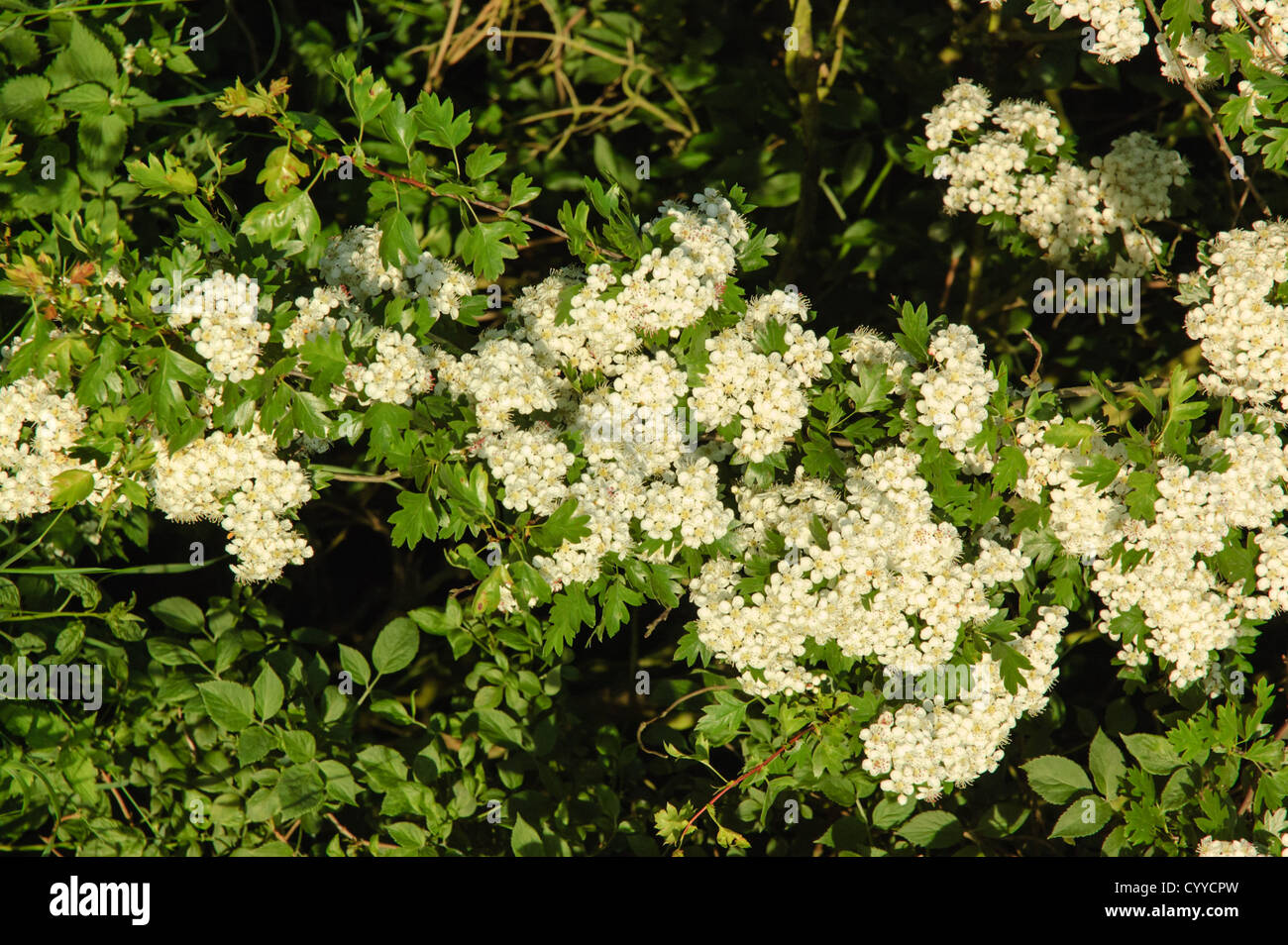 The white flowers of Hawthorn, Crataegus monogyna, also called May