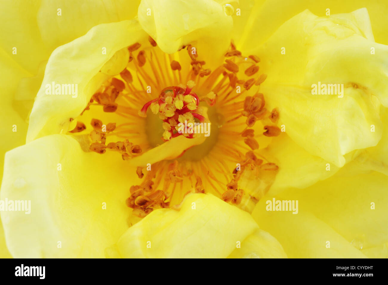 Old fashioned rose flower hi-res stock photography and images - Alamy