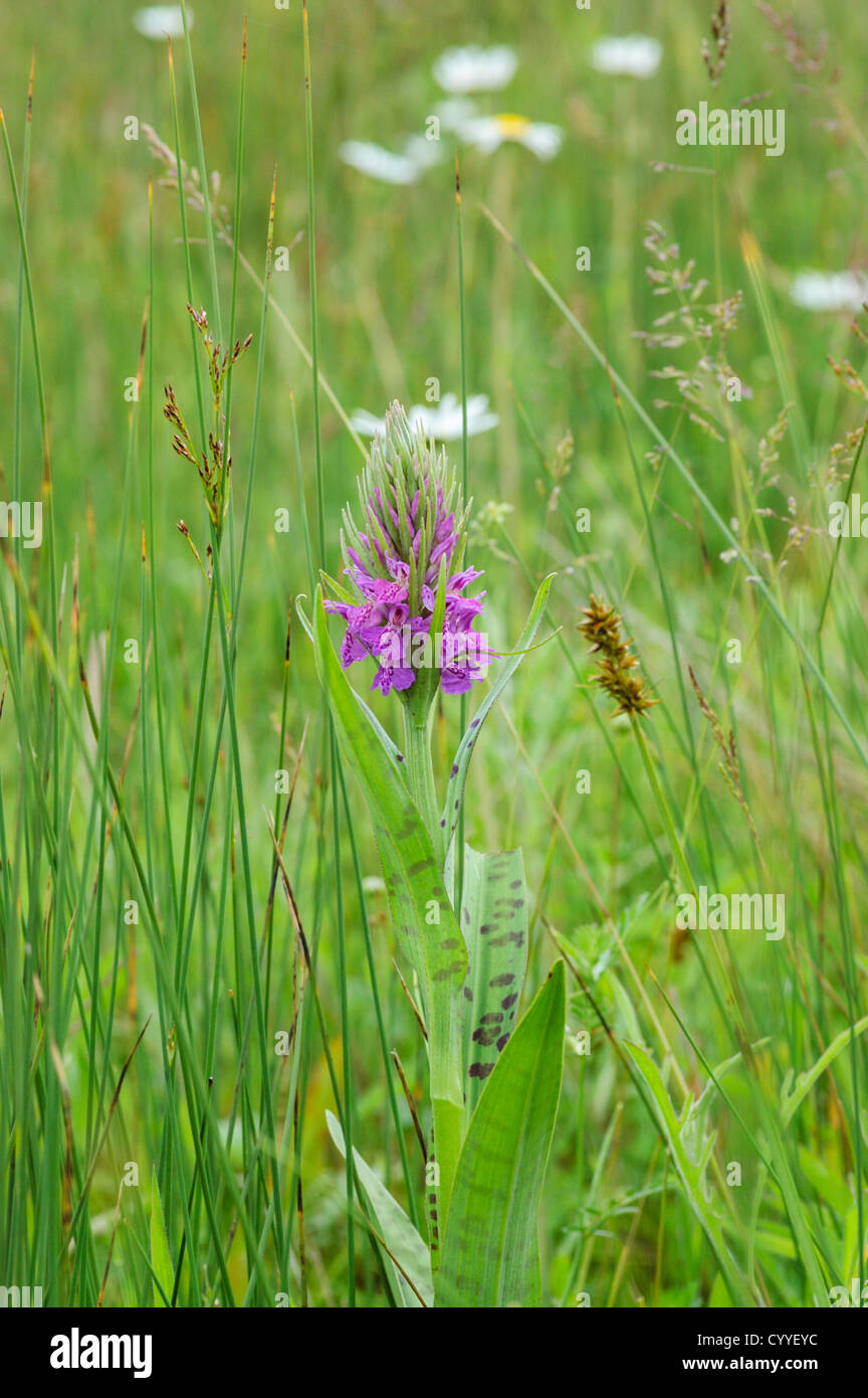 Hybrid between Common Spotted Orchid, Dactylorhiza fuchsii, and Southern Marsh Orchid, D. praetermissa: Dactylorhiza x grandis. Stock Photo