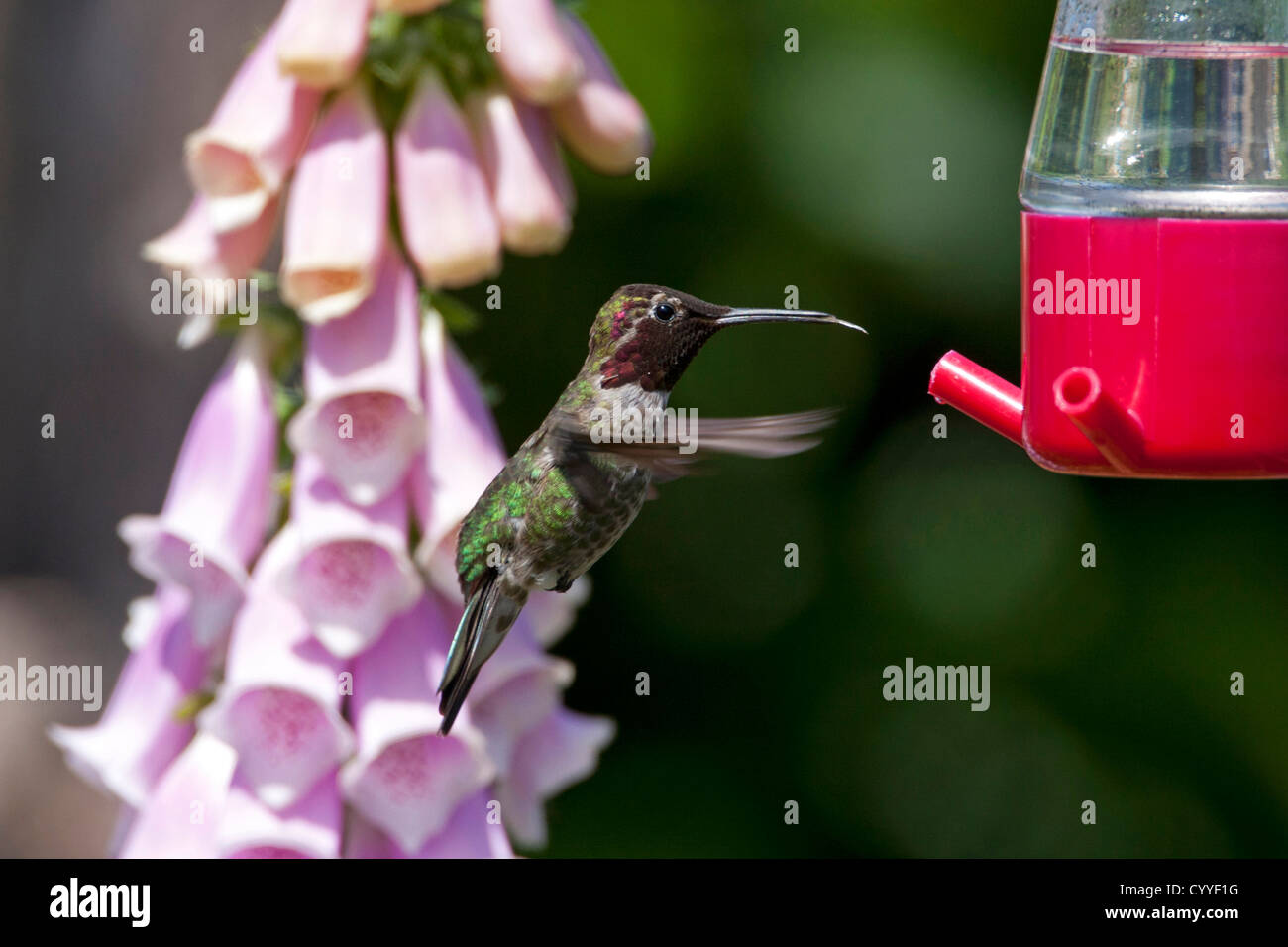 Anna's Hummingbird (Calypte anna) male hovering & feeding at a