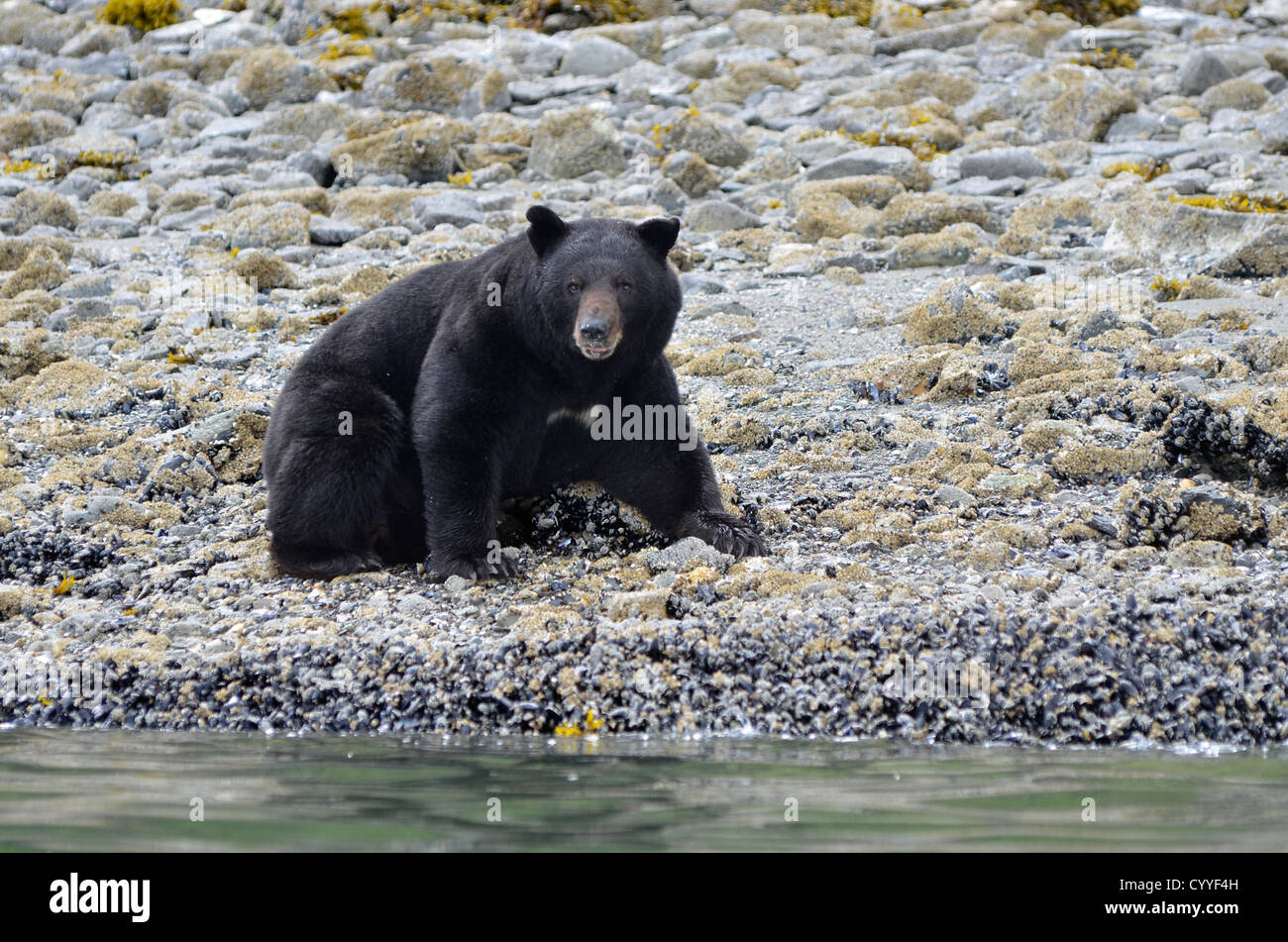 Black bear eating barnacles and mussels on a beach at low tide in ...
