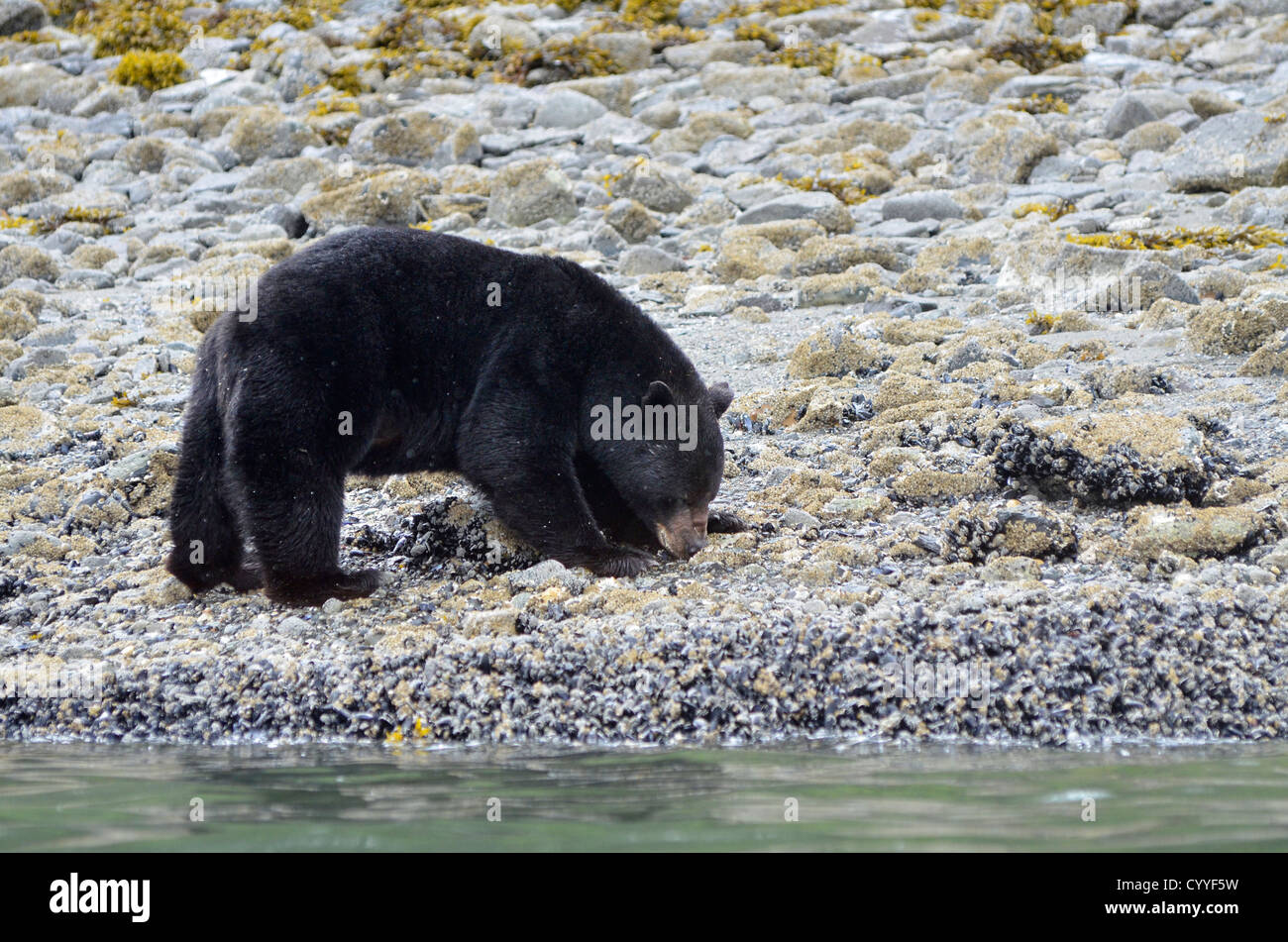 Black bear eating barnacles and mussels on a beach at low tide in ...