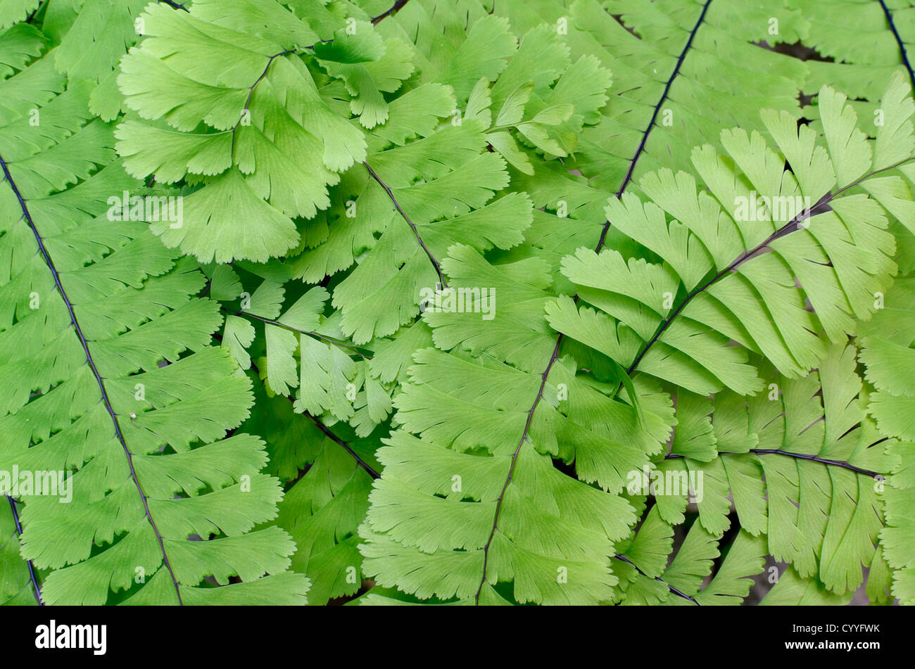 Maidenhair fern in Oregon's Cascade Mountains. Stock Photo