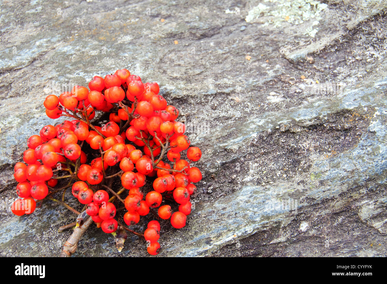 Tiny red berries hi-res stock photography and images - Alamy