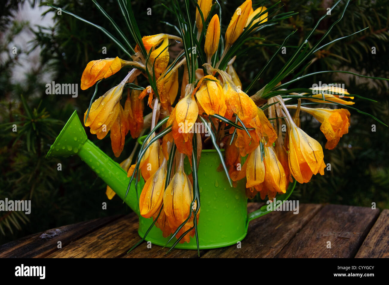 A bouquet of withered crokus Stock Photo